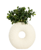 Round ivory vase with a hole in the middle and textured surface, with green foliage, on a white background. 
