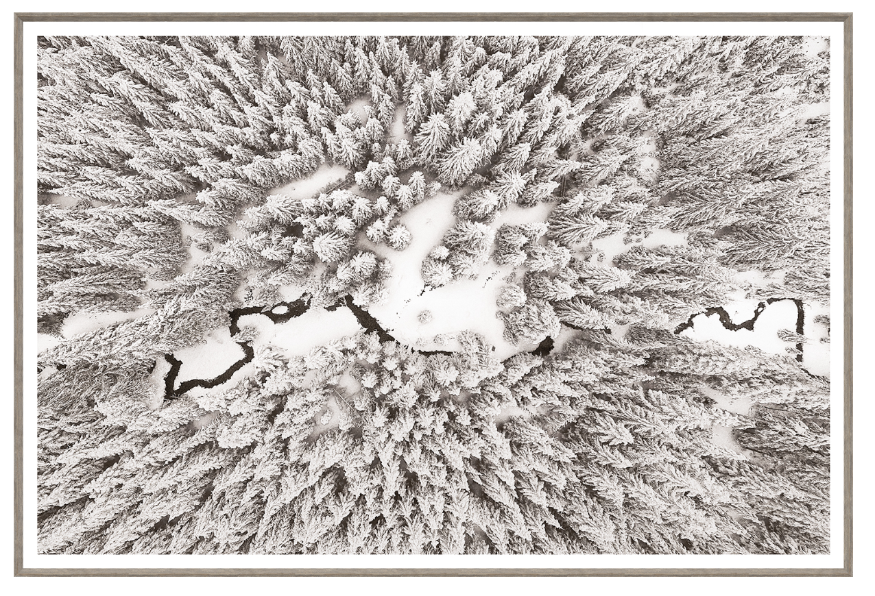 A black and white photograph depicting a forest with a overhead aerial view looking down on the treetops and a winding path or river below.