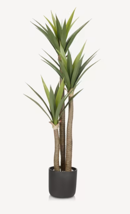 A potted Dracaena plant with green leaves, placed against a white background.