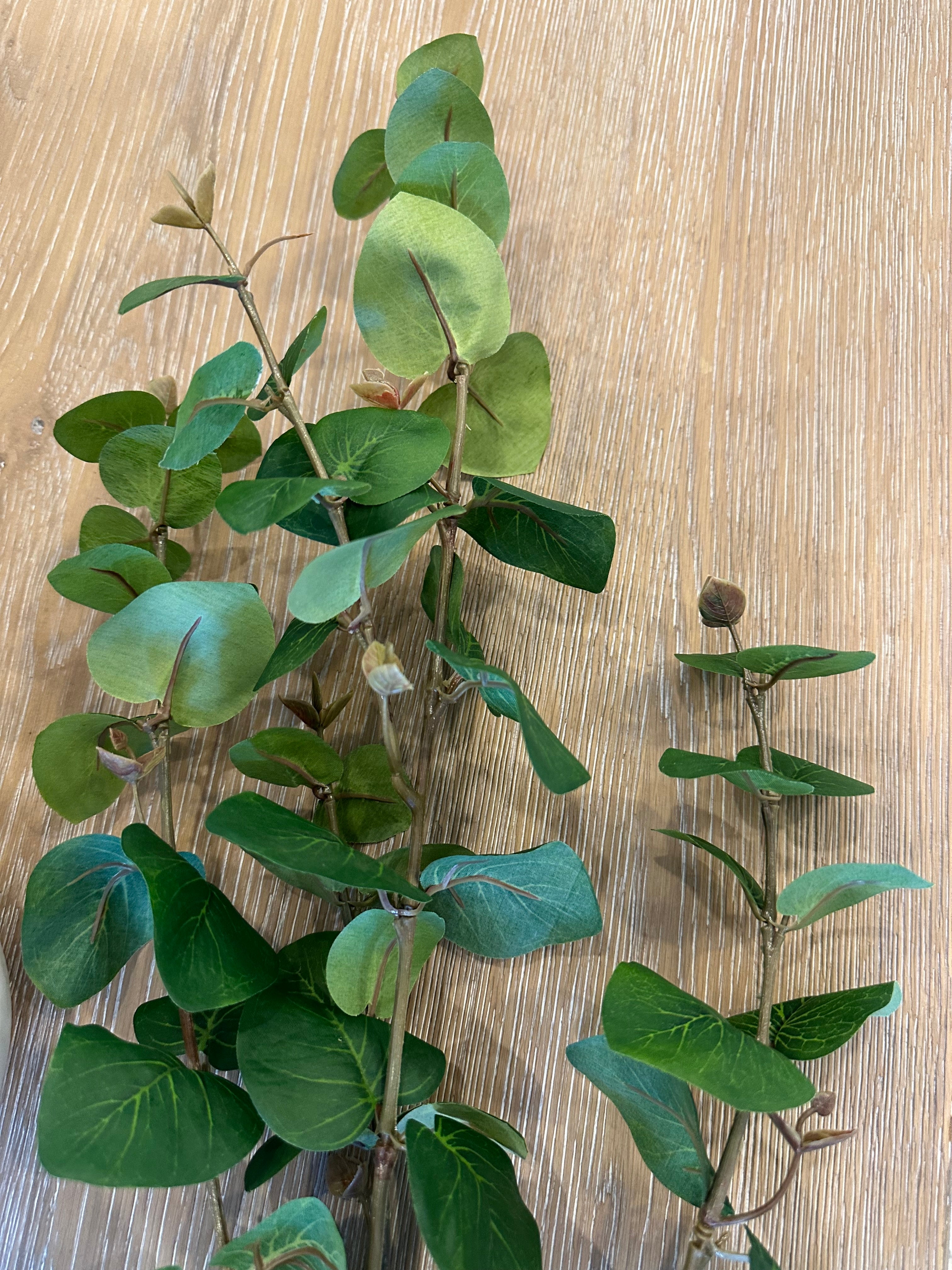 Green eucalyptus leaves on a wooden background