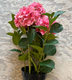 Hydrangea PINK Fresh Touch
