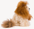Stuffed lion toy with a fluffy mane and fur on a white background