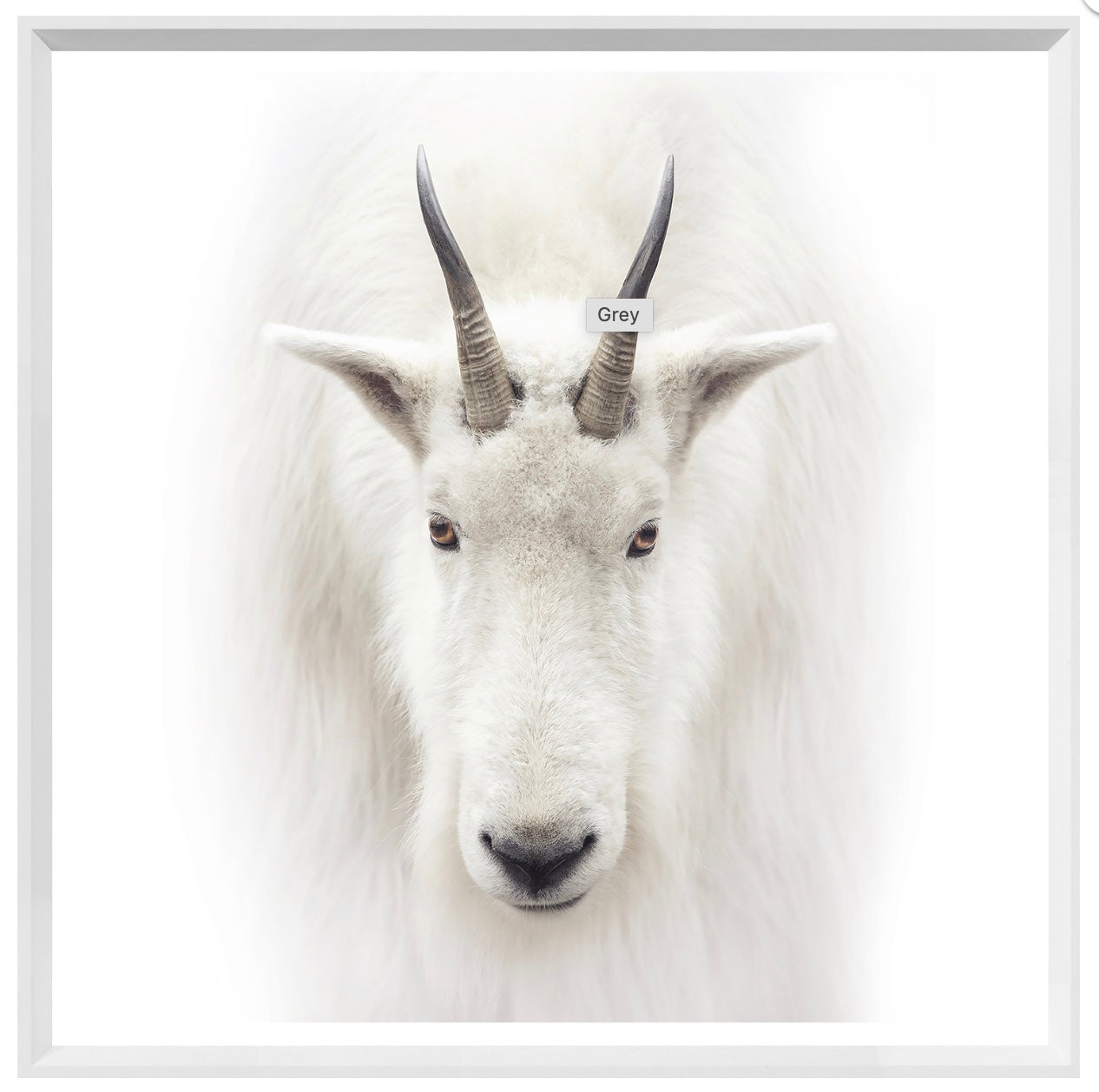 Framed portrait of a white mountain goat with black horns, staring directly at the camera.