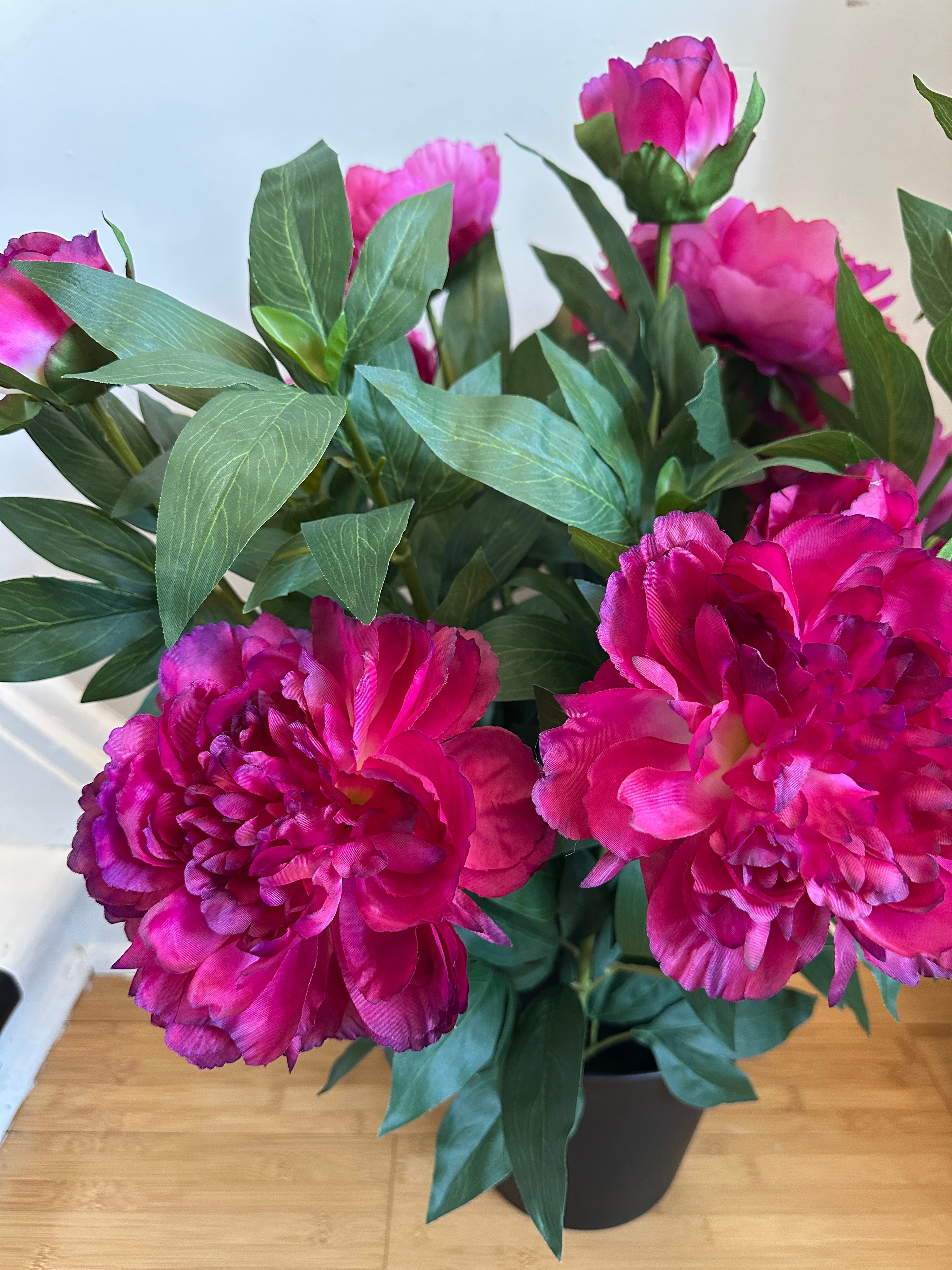 Peony - Rose Fresh Touch