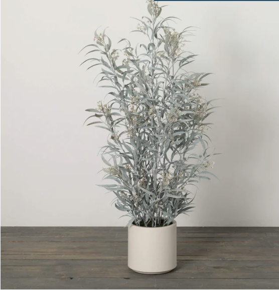 A potted blade eucalyptus tree with silvery gray leaves in a white plastic pot, placed on a wooden floor against a white background.