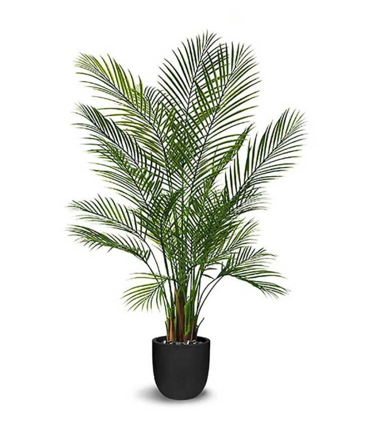 A potted indoor palm tree with green leaves, placed in a black pot against a white background.