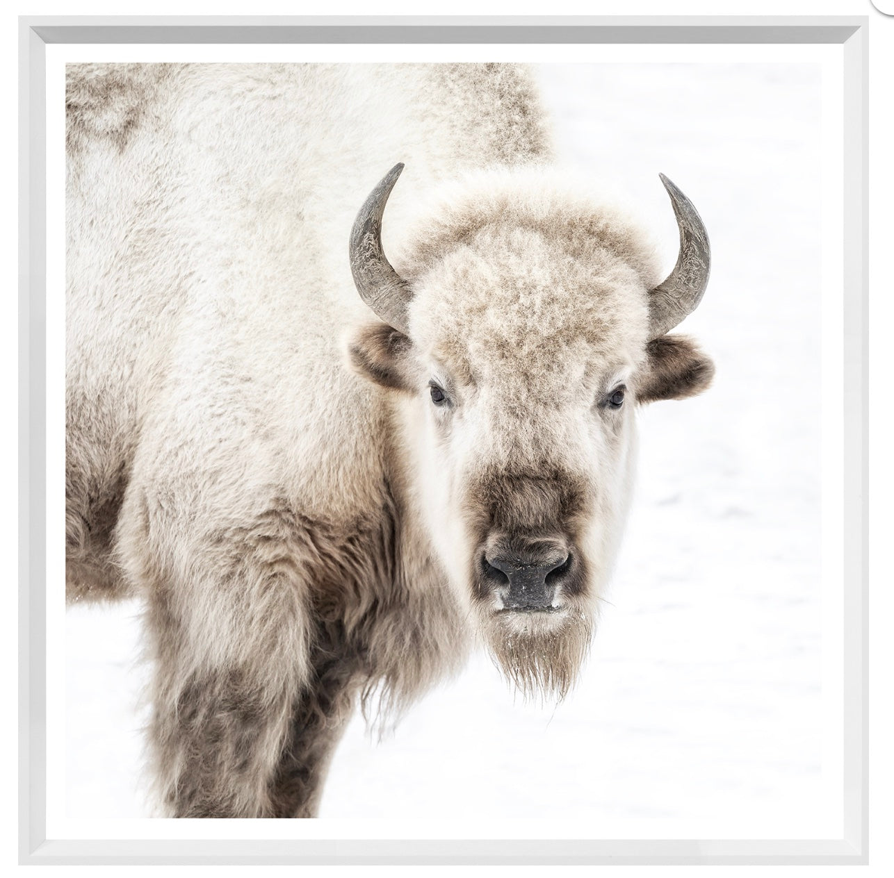 A framed photo of a white bison with black and brown fur, exhibiting a neutral tone, housed in a white frame with angled white moulding.