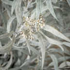 Clos-up of a faux blade eucalyptus tree with silvery gray leaves.