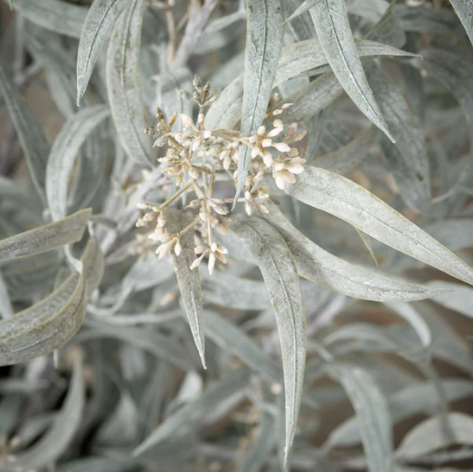 Clos-up of a faux blade eucalyptus tree with silvery gray leaves.