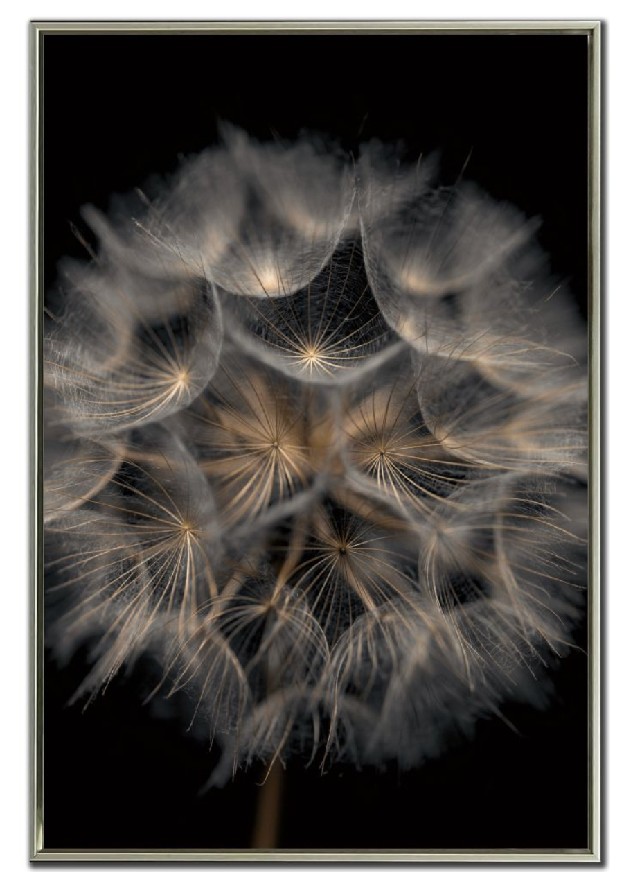 Fragile Beauty