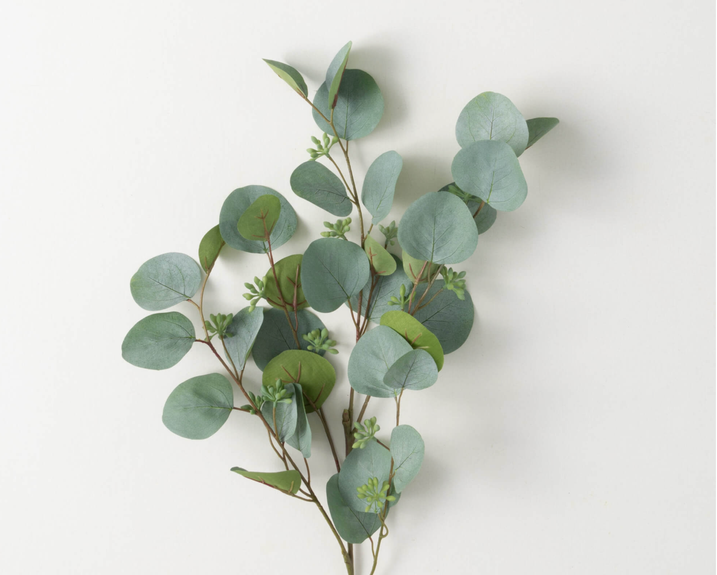 A bunch of Silver Dollar Eucalyptus leaves with green round shapes on slender red stems against a white background.