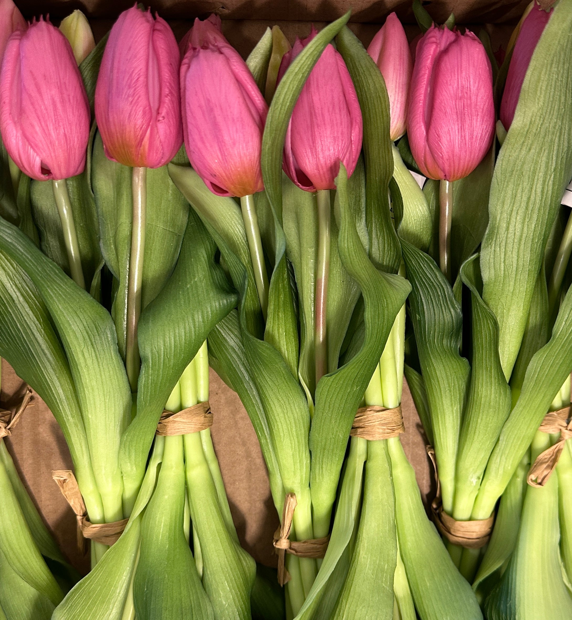 12"  Deep Blush Pink Formosa Tulip Bundle - 4 Flowers & 3 Buds