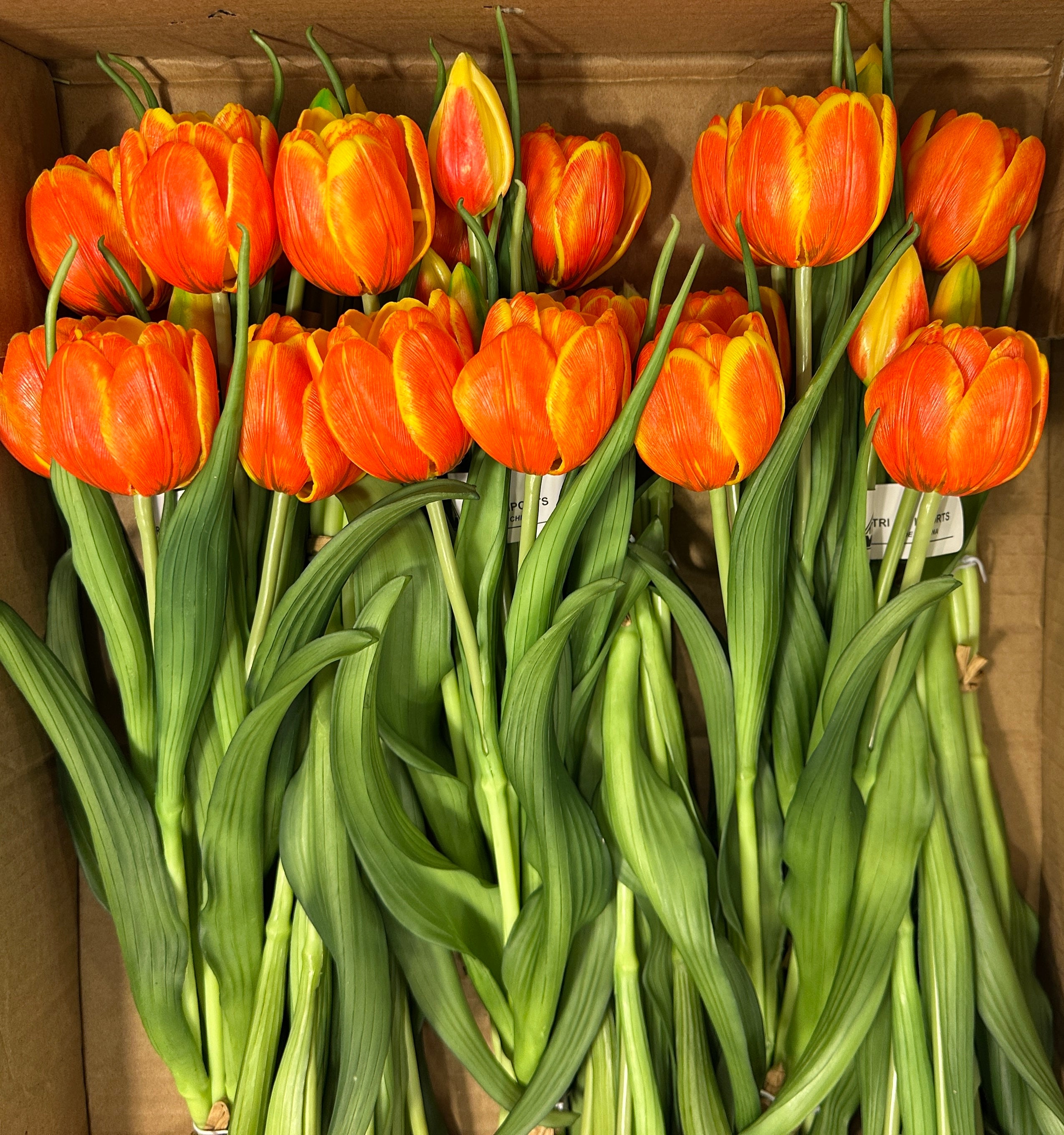 16.5" Fresh Touch Yellow/Orange Double Late Tulip