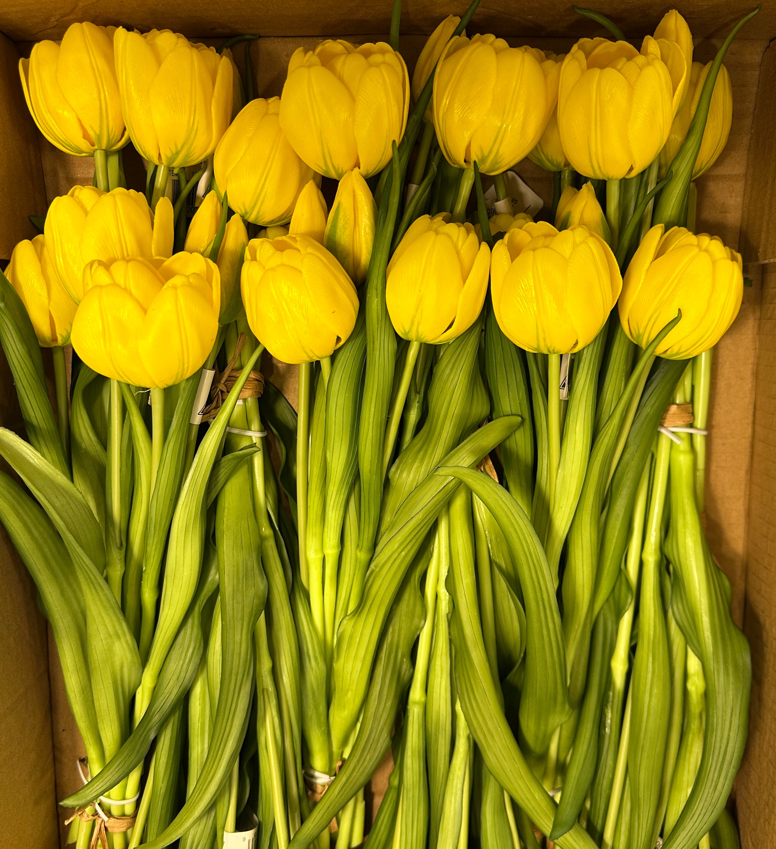 16.5" Fresh Touch Yellow Double Late Tulip